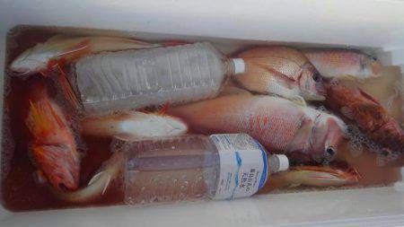 遊漁船 新鋭丸 釣果