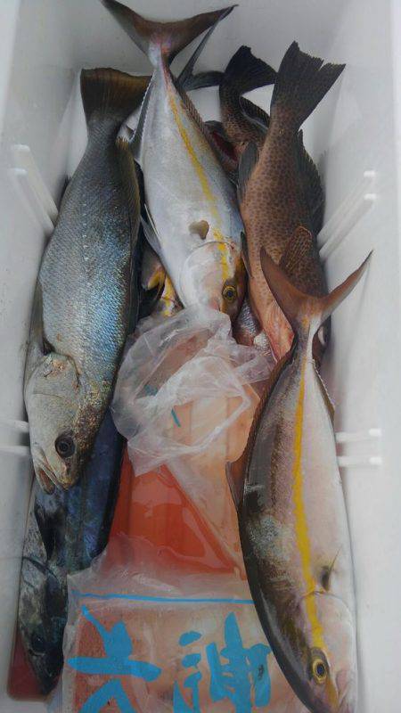 遊漁船 新鋭丸 釣果