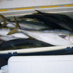 KOU（コウ） 釣果