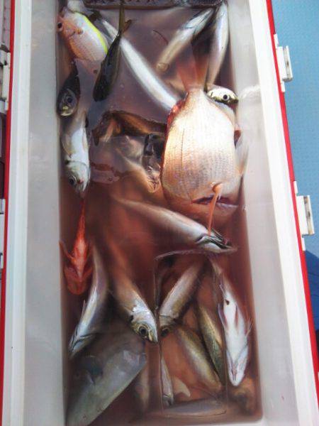 海晴丸 釣果