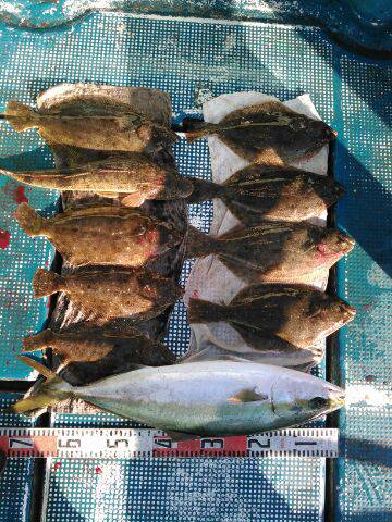 フィッシングガイド りょう 釣果