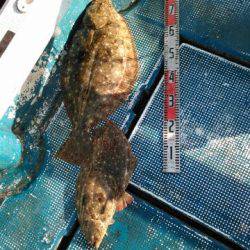 フィッシングガイド りょう 釣果