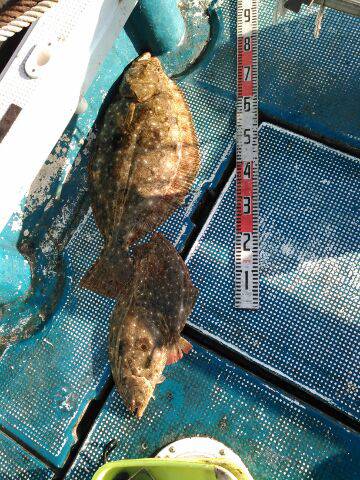 フィッシングガイド りょう 釣果