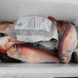 大進丸(新潟) 釣果