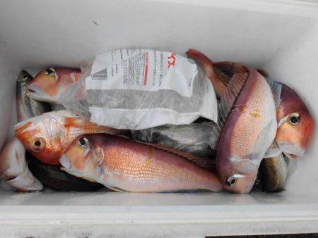 大進丸(新潟) 釣果