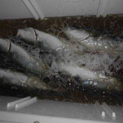 大進丸(新潟) 釣果