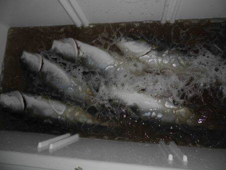 大進丸(新潟) 釣果