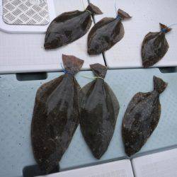 遊漁船 幸友丸 釣果