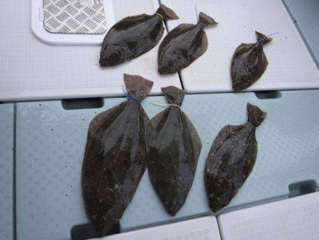 遊漁船 幸友丸 釣果