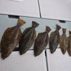 遊漁船 幸友丸 釣果