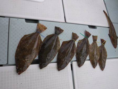 遊漁船 幸友丸 釣果