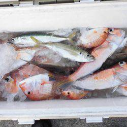 大進丸（新潟） 釣果