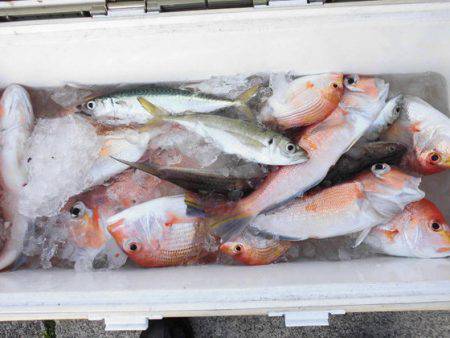 大進丸（新潟） 釣果