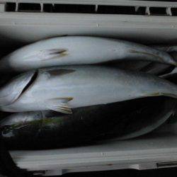 大進丸(新潟) 釣果