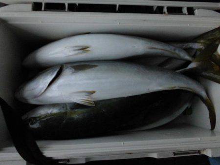 大進丸(新潟) 釣果