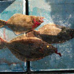 フィッシングガイド りょう 釣果