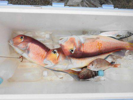 大進丸（新潟） 釣果