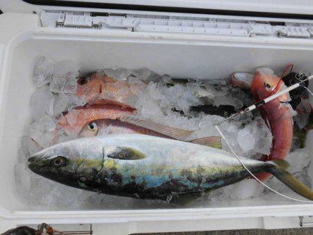 大進丸（新潟） 釣果