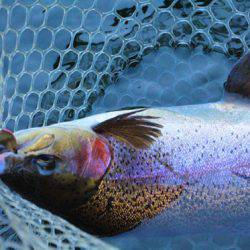 小菅トラウトガーデン 釣果