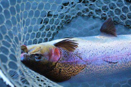 小菅トラウトガーデン 釣果