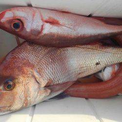 遊漁船 新鋭丸 釣果