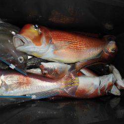 大進丸(新潟) 釣果