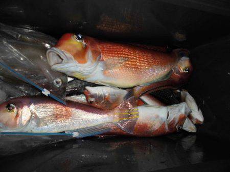 大進丸(新潟) 釣果