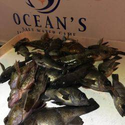 オーシャンズ 釣果
