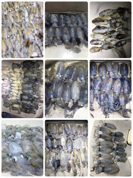 オーシャンズ 釣果