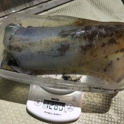 オーシャンズ 釣果