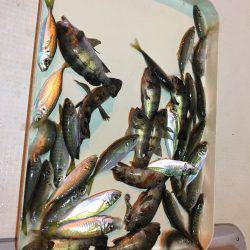 オーシャンズ 釣果