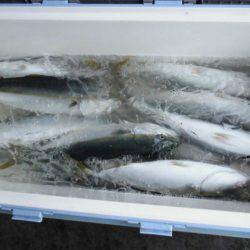 大進丸(新潟) 釣果