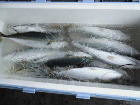 大進丸(新潟) 釣果