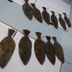 遊漁船 幸友丸 釣果