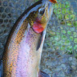 小菅トラウトガーデン 釣果