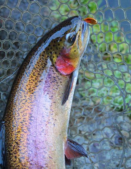 小菅トラウトガーデン 釣果