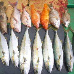 真祐丸 (しんゆうまる) 釣果