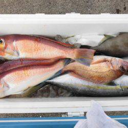 大進丸（新潟） 釣果