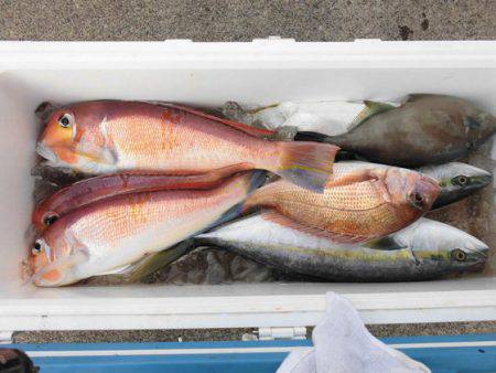 大進丸（新潟） 釣果