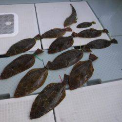 遊漁船 幸友丸 釣果