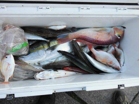 大進丸(新潟) 釣果