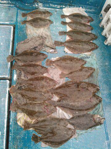 フィッシングガイド りょう 釣果