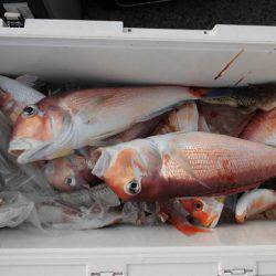 大進丸（新潟） 釣果