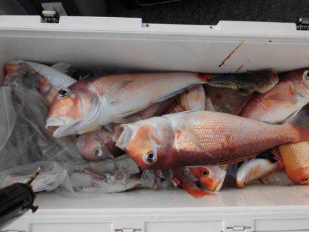 大進丸（新潟） 釣果