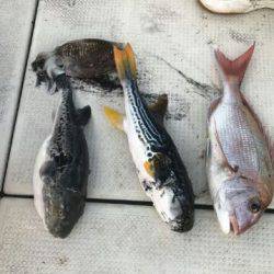 フィッシングガイド りょう 釣果