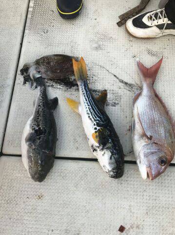 フィッシングガイド りょう 釣果