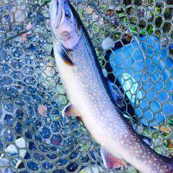 小菅トラウトガーデン 釣果