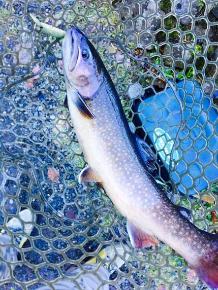 小菅トラウトガーデン 釣果