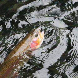 小菅トラウトガーデン 釣果