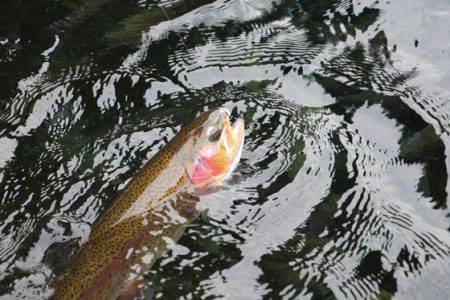 小菅トラウトガーデン 釣果